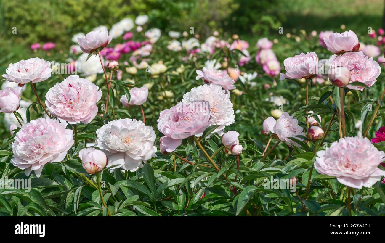 A fragment of a beautiful flower bed. Peonies are very beautiful due to