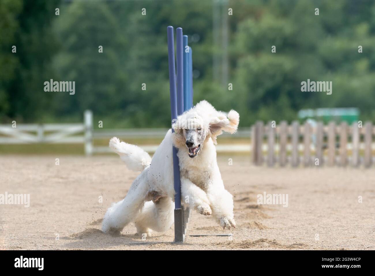 Standard Poodle doing slalom on a dog agility course Stock Photo Alamy