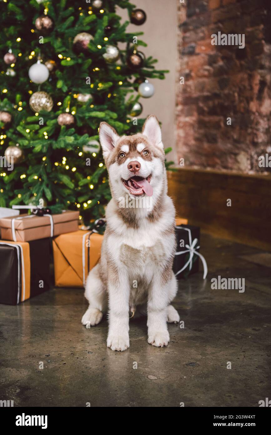 Siberian husky on Christmas eve concept. Adorable doggy, sit on floor over pine tree with stacks presents. Festive background. D Stock Photo