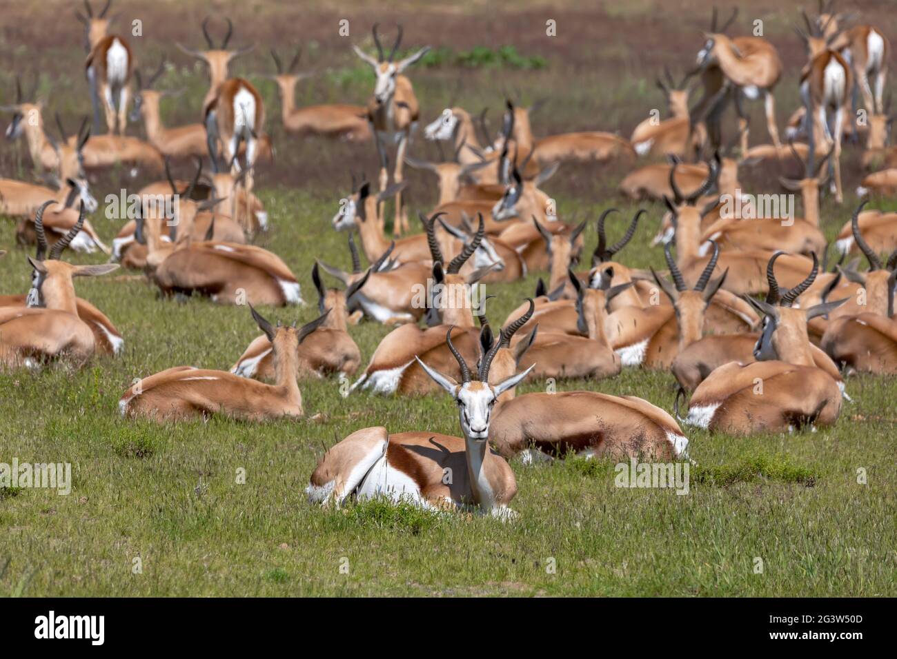 Herd of Springbok in kalahari, South Africa wildlife Stock Photo