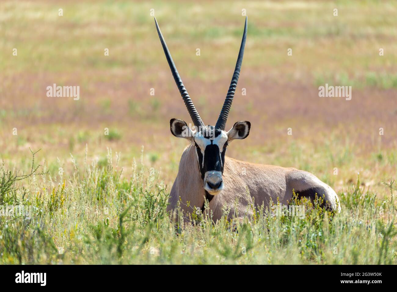 Gemsbok, Oryx gazella in Kalahari Stock Photo