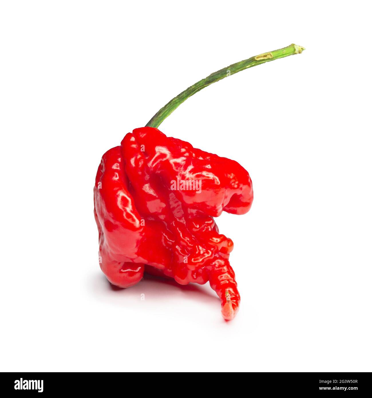 Carolina Reaper, the hottest chile pepper Capsicum chinense, whole ripe