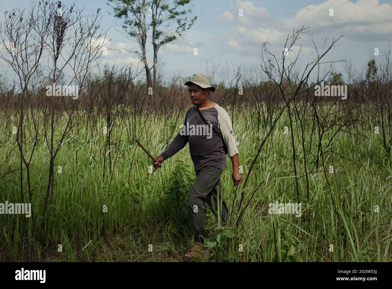Rebo, a mahout, looking for his elephants that are feeding in Way Kambas National Park, Indonesia. Stock Photo