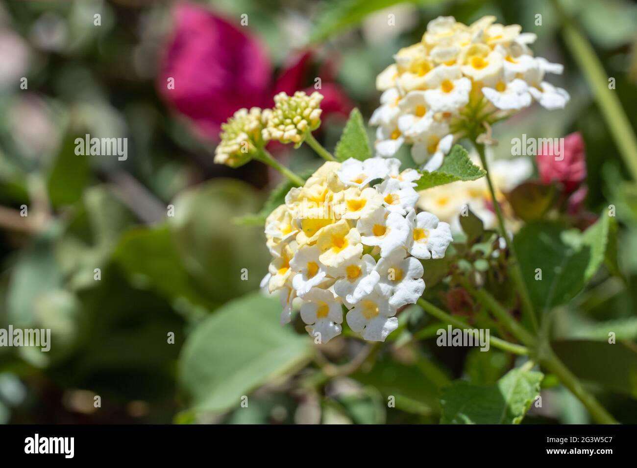Close-up of vibrant Lantana camara flower on right. Tropical white and yellow flower in the sunshine for spring or summer plant concepts. Stock Photo