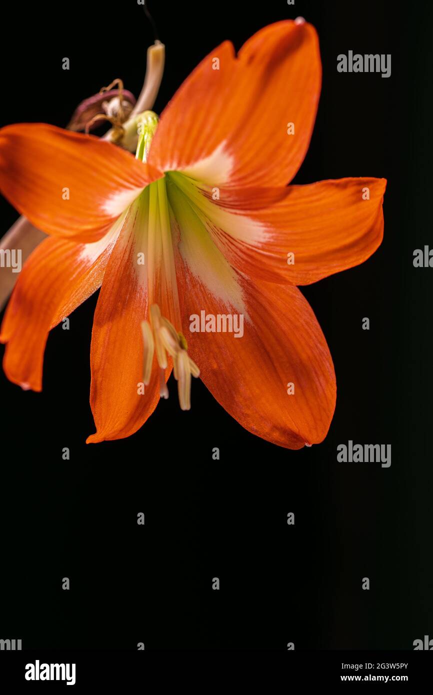 Red amarylis flower Stock Photo