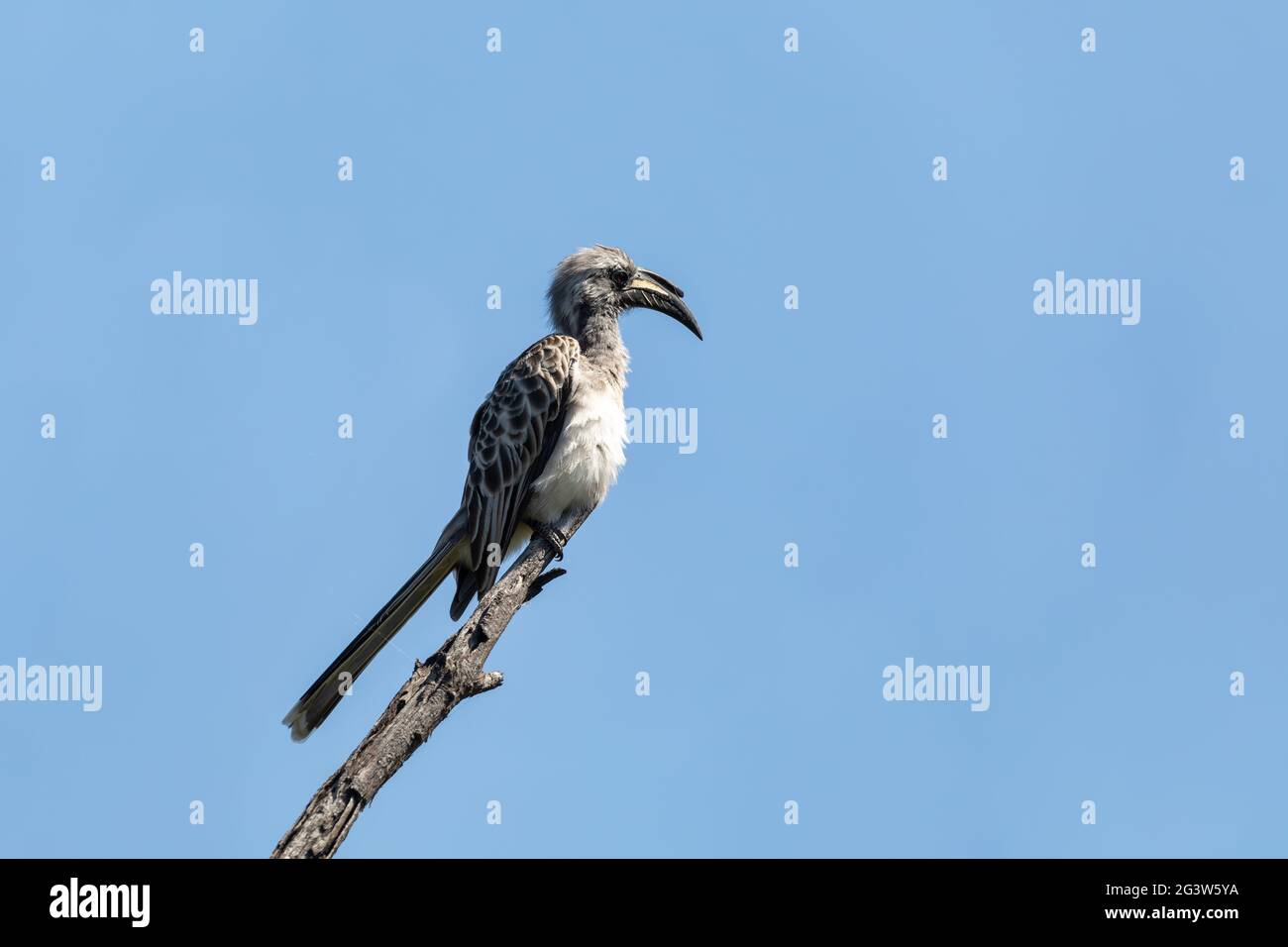 African Grey Hornbill, Botswana, Africa wildlife Stock Photo