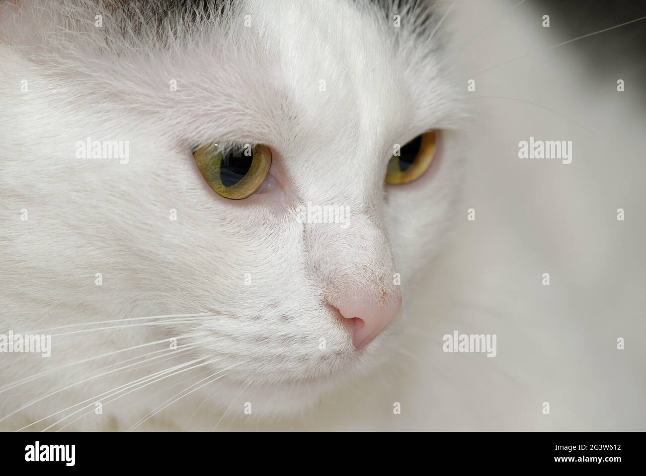 Domestic cat Stock Photo