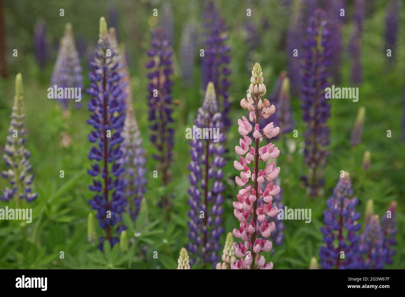 Beautiful purple lupins pea wild flower flowerbed in Geiranger in