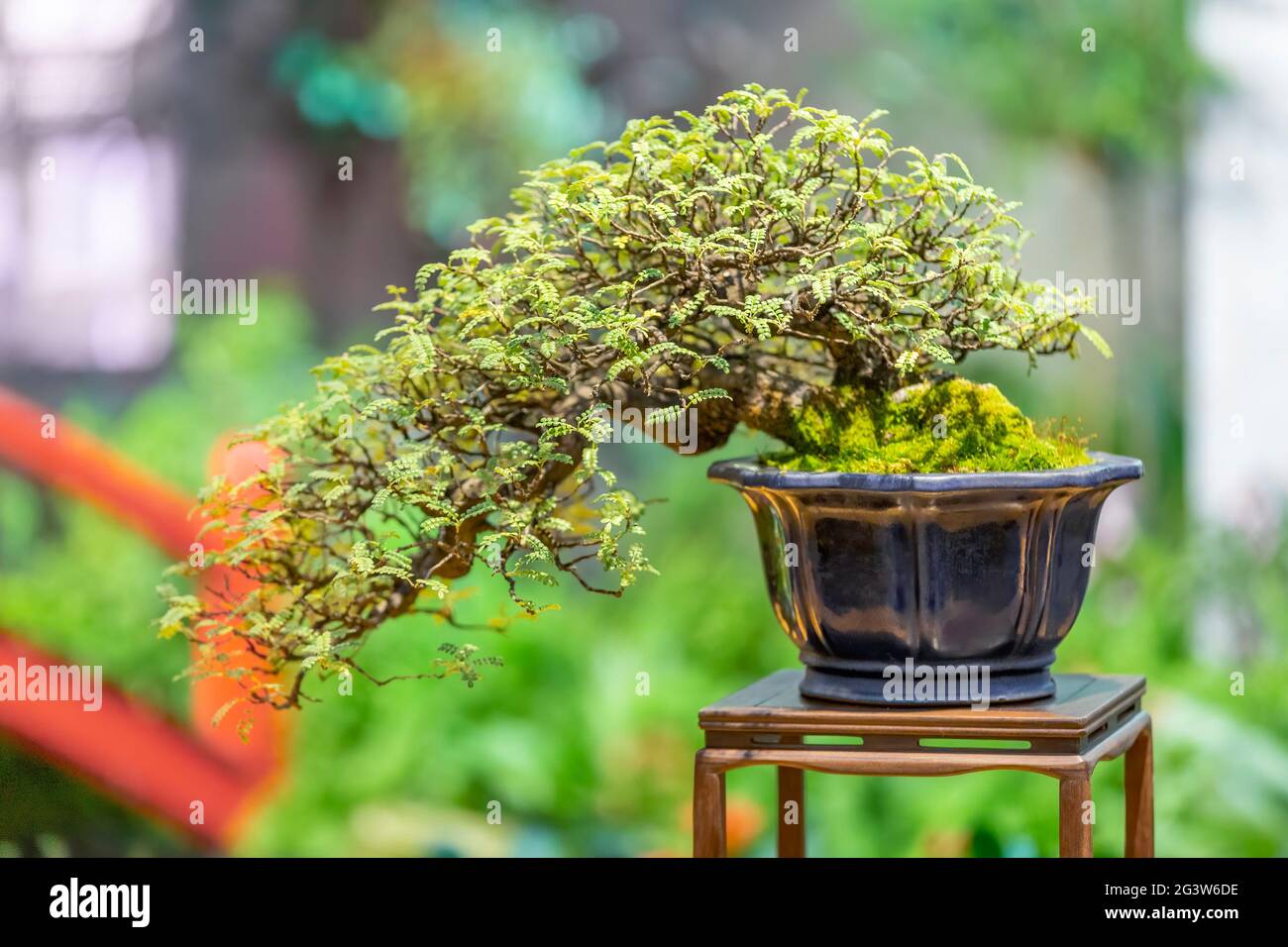 Bonsai. Japanese art of growing trees Stock Photo Alamy