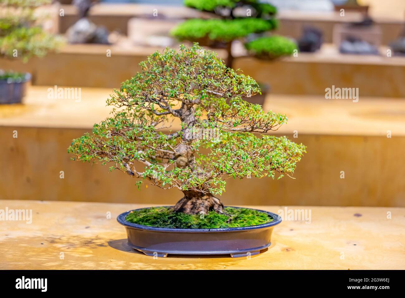 bonsai tree bonzai tree outdoor day vertical Stock Photo - Alamy