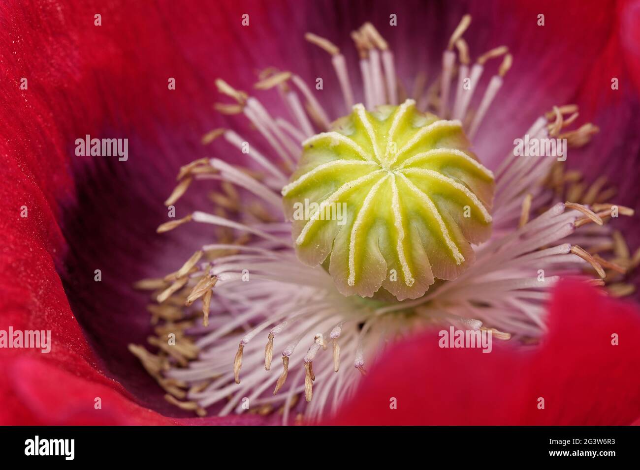 Poppy flower head hi-res stock photography and images - Alamy
