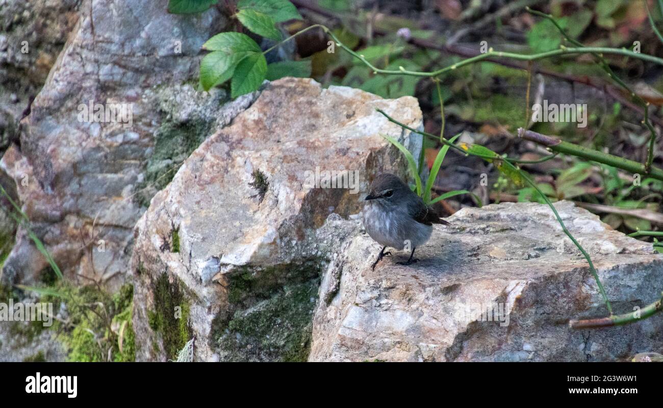 An African dusky flycatcher perched on a rock Stock Photo