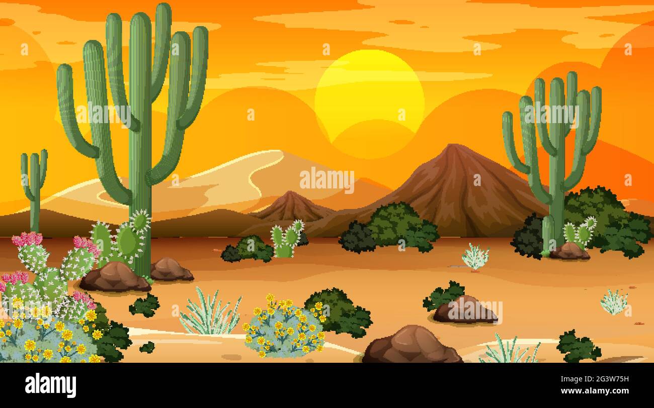 Desert forest landscape at sunset time scene with many cactuses ...