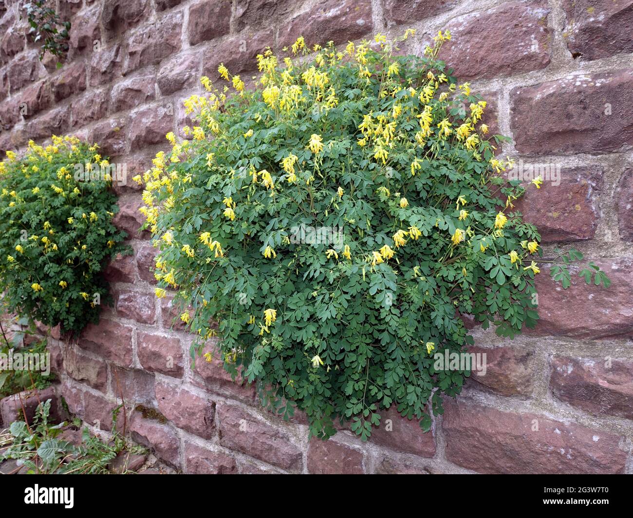 Yellow larkspur (Pseudofumaria lutea, syn. Corydalis lutea) growing in the joints of the castle wall Stock Photo