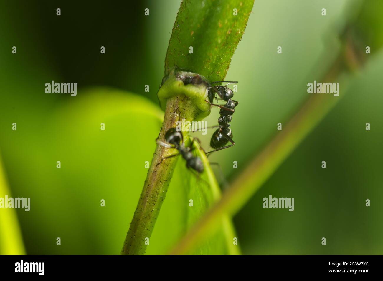 Two ants on the twig om rhododendron bud Stock Photo