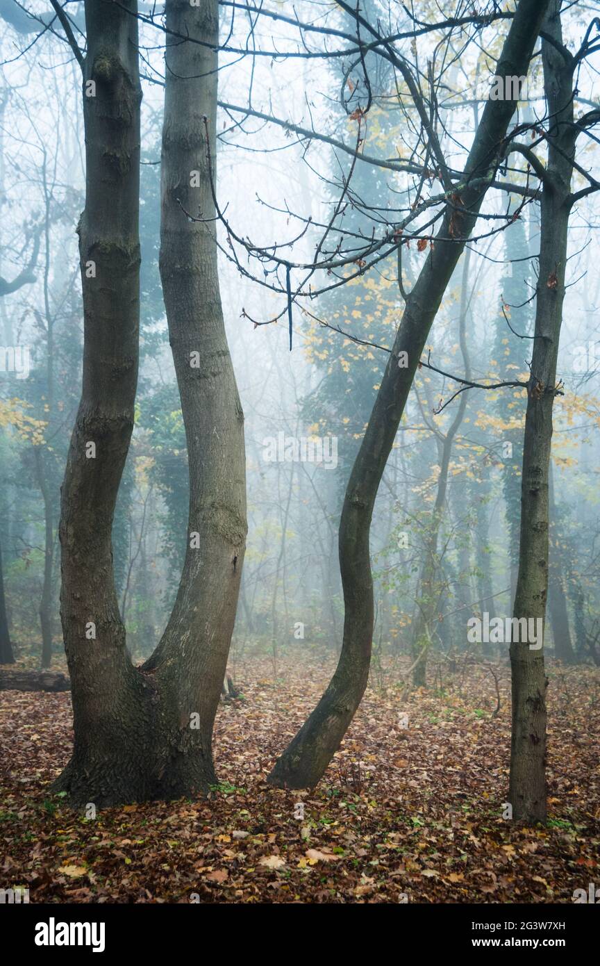 Trees with misty fog in a woodland Stock Photo - Alamy