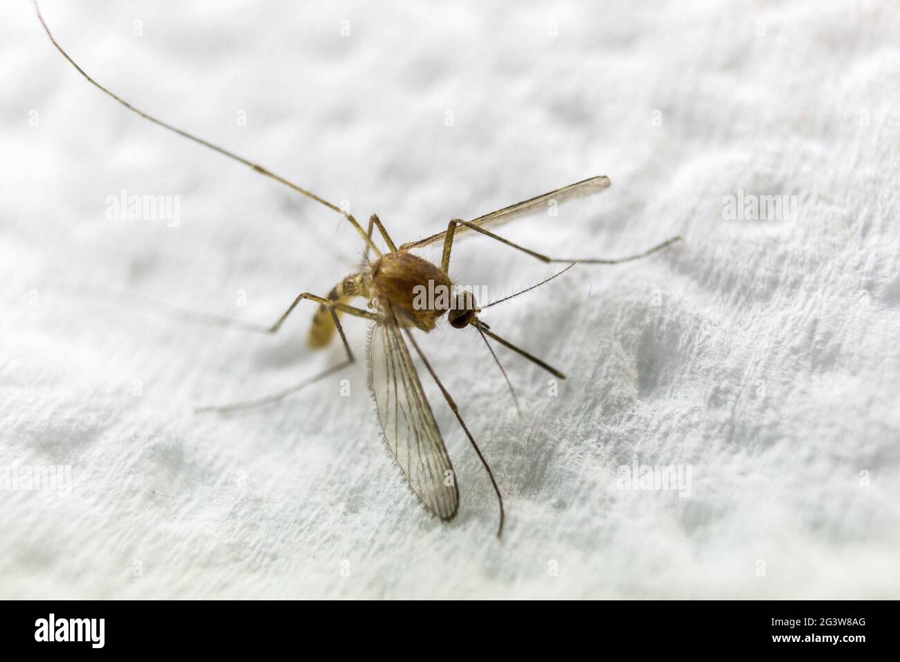 Closeup shot of a mosquito on a soft cloth Stock Photo