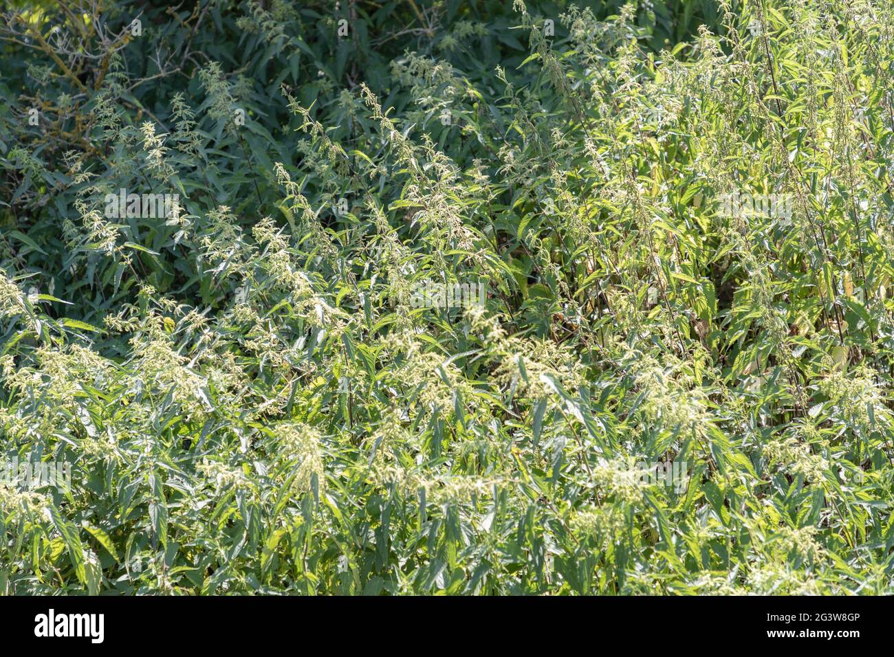 Perennials of the great nettle in full bloom Stock Photo