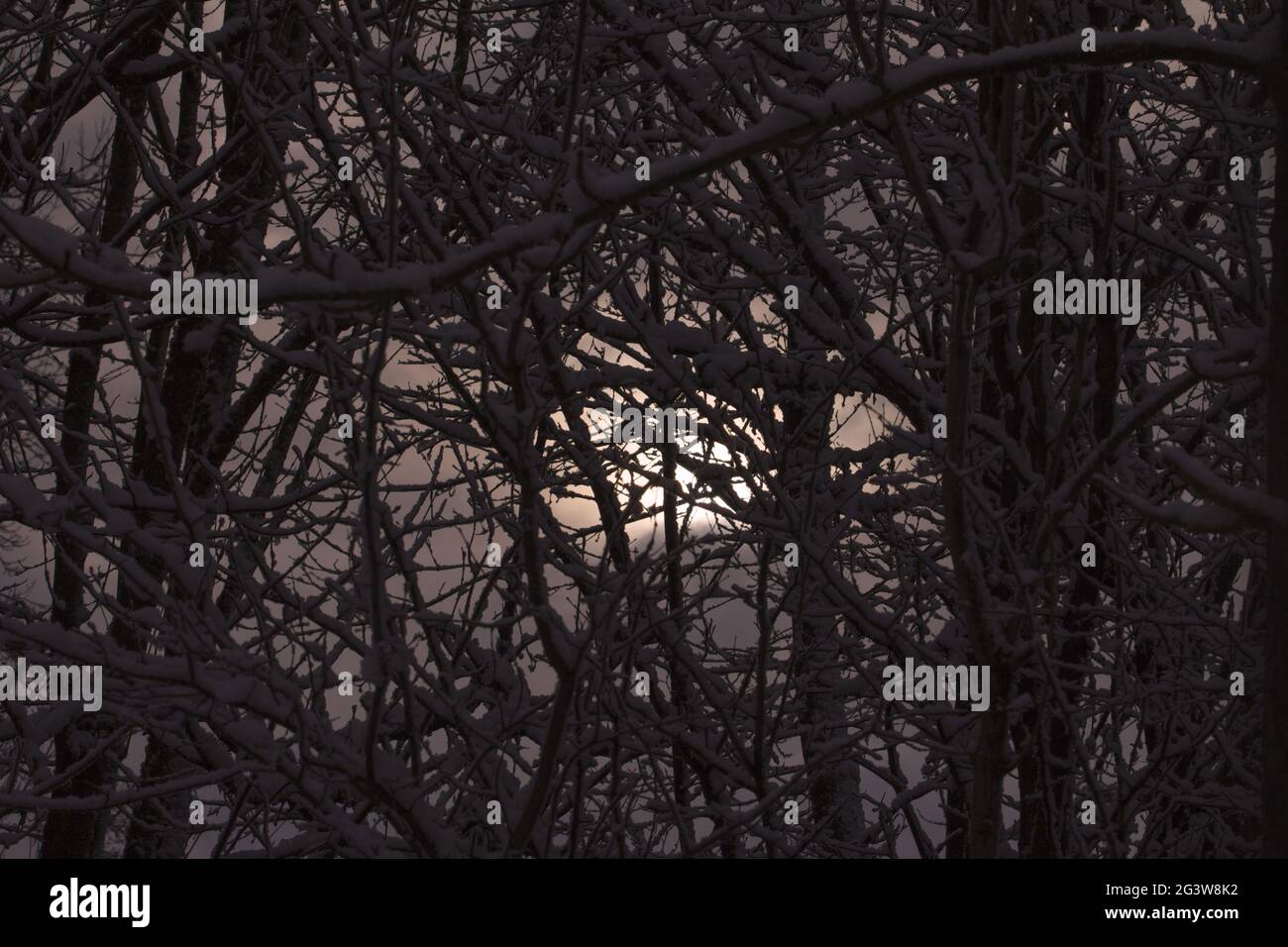 Snow covered branches at sunrise Stock Photo
