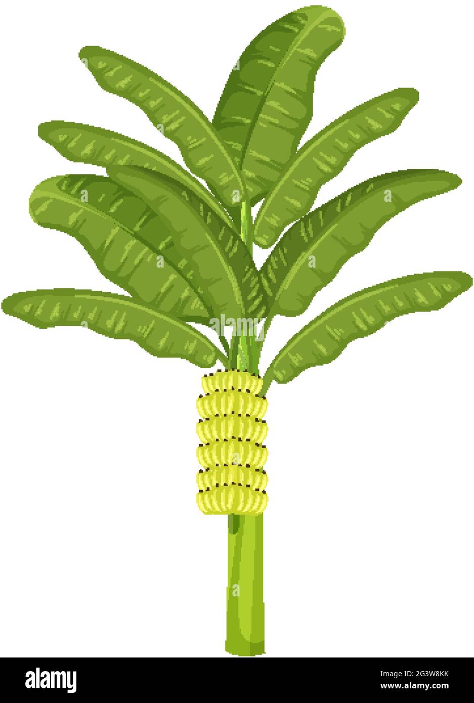 A banana tree isolated cartoon style on white background illustration Stock Vector Image & Art - Alamy A banana tree isolated cartoon style on white background illustration Stock Vector Image & Art - Alamy
