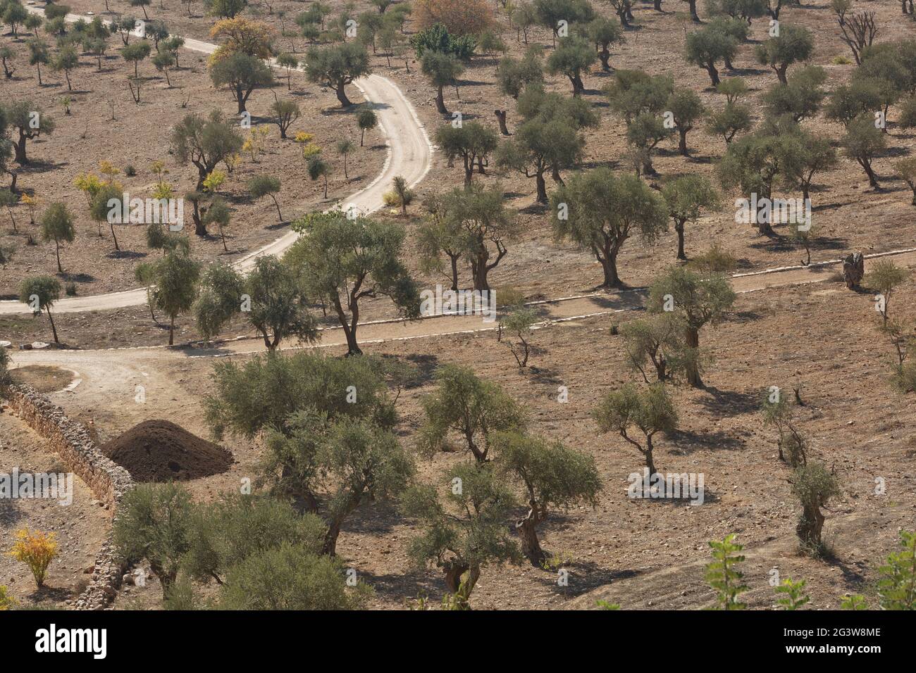 Olive trees on Mount of Olives in Jerusalem in Israel during hot summer day Stock Photo