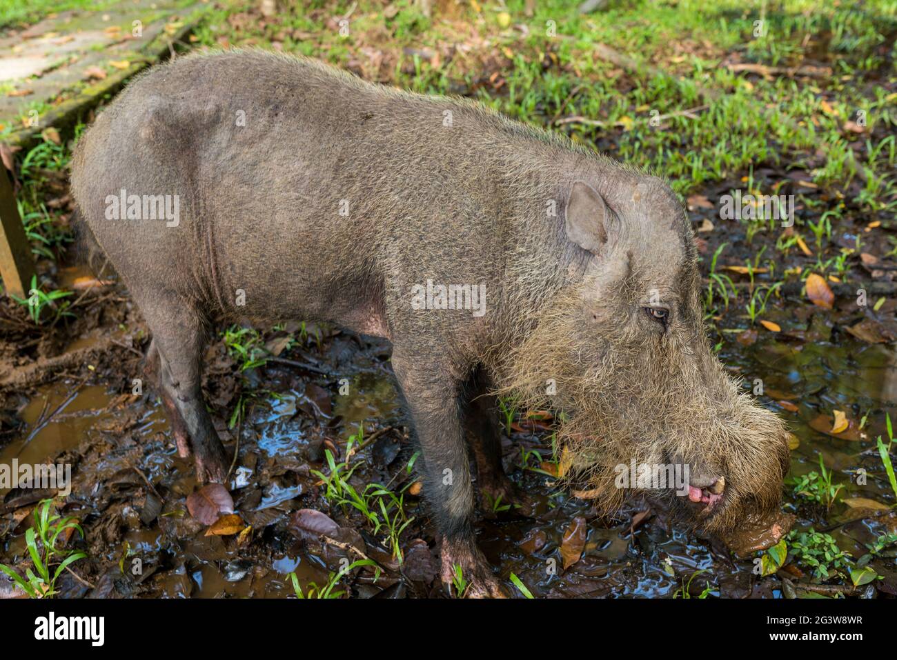 Wild boars at camp headquarters Teluk Assam on Borneo Stock Photo