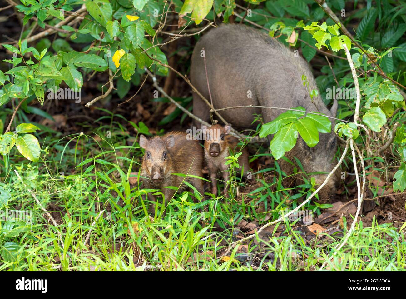 Wild boars at camp headquarters Teluk Assam in the Bako National Park on Borneo Stock Photo