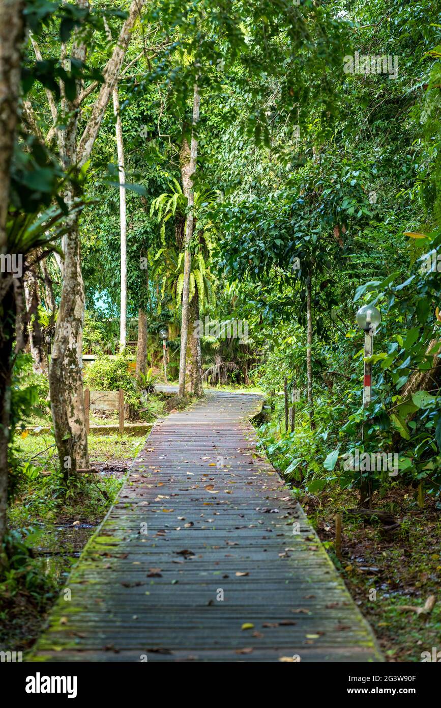 Educational trail in Camp Teluk Assam in the Bako National Park on Borneo Stock Photo