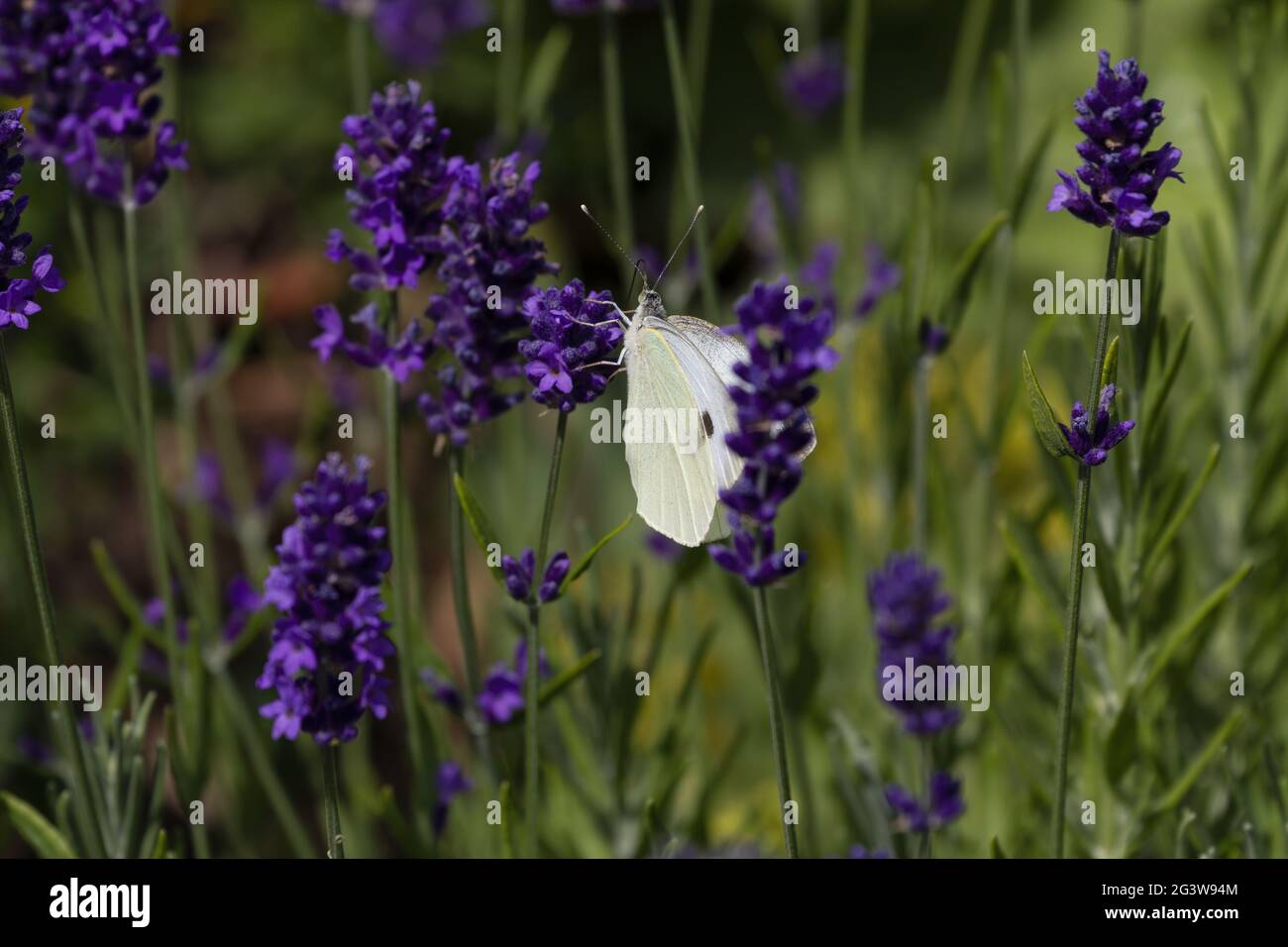 Cabbage white butterfly feasting on lavender flower Stock Photo