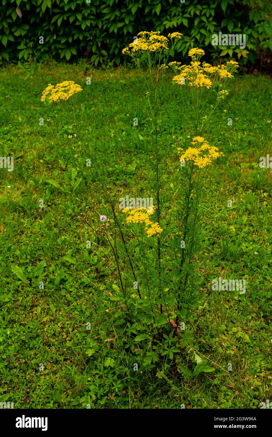Ragwort whole plant (habitat) Stock Photo