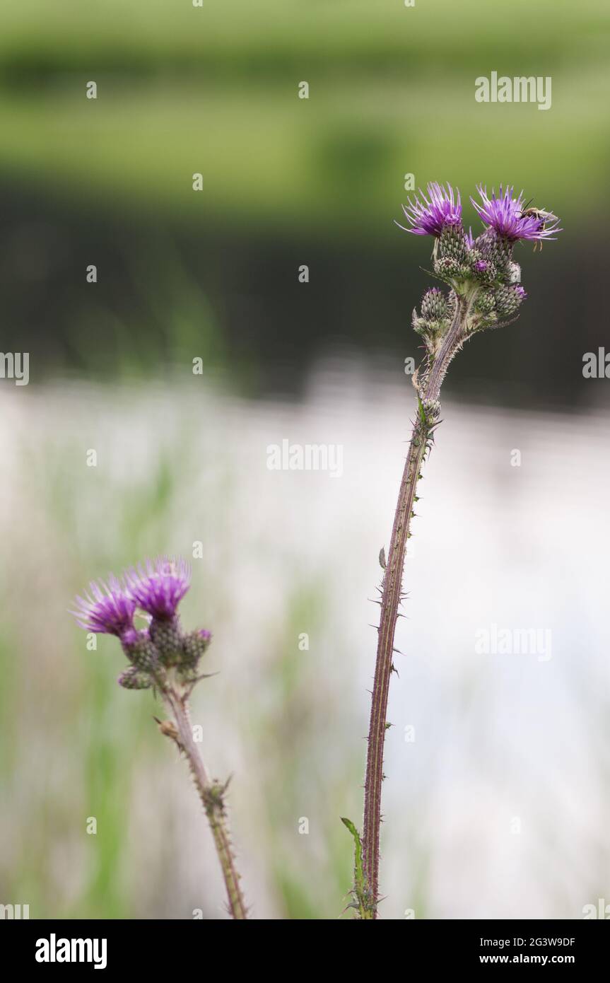 Two stems of Cirsium vulgare bull thistle Stock Photo