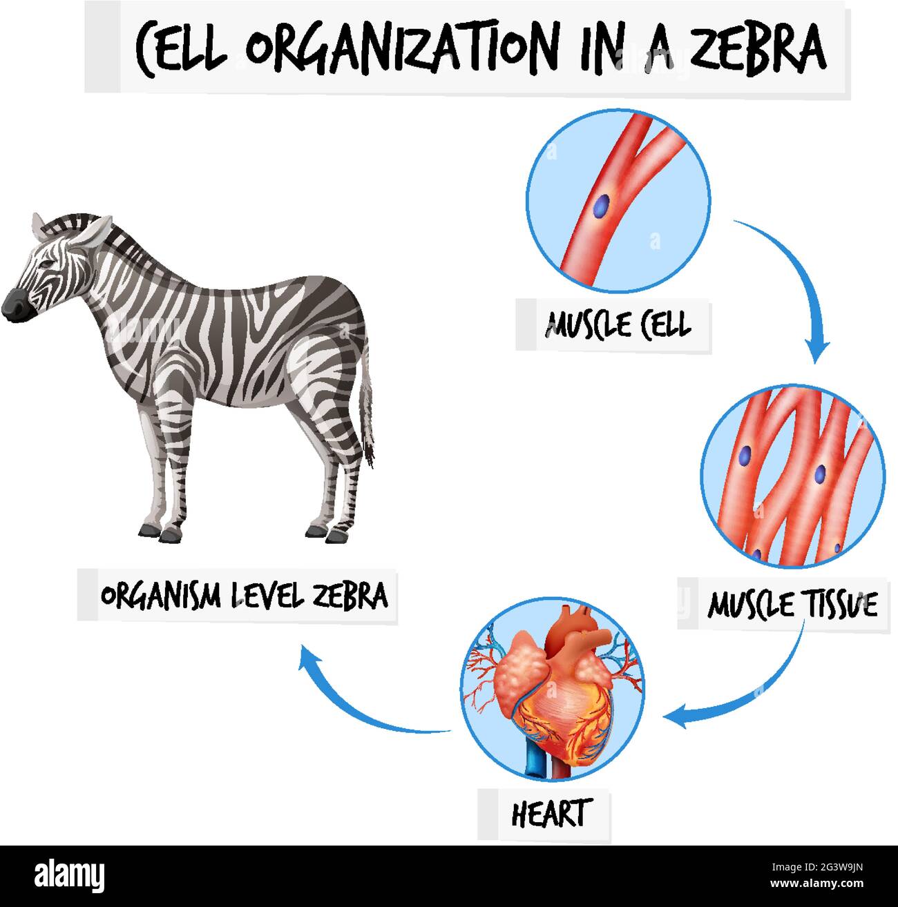 Diagram showing cell organization in a zebra illustration Stock Vector  Image & Art - Alamy