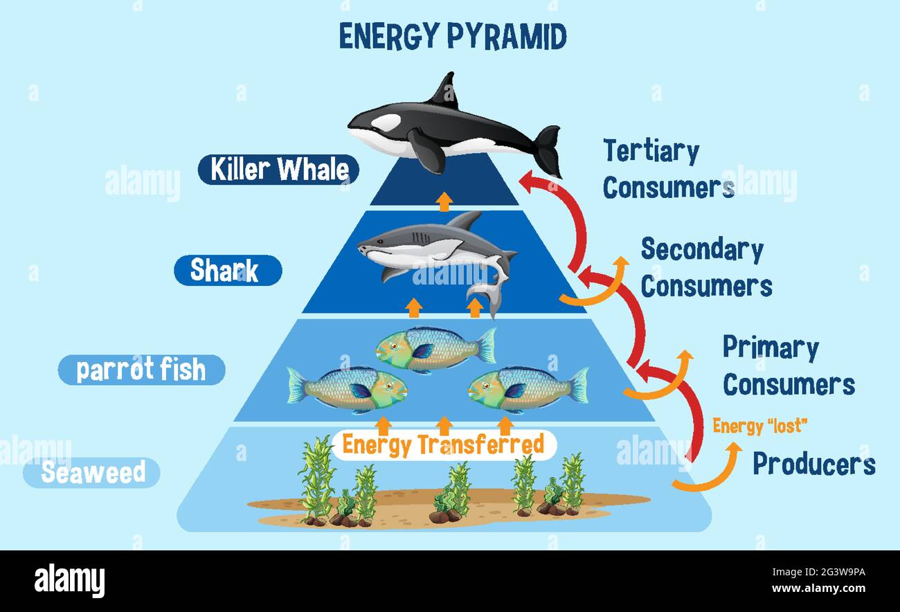 diagram-showing-arctic-energy-pyramid-for-education-illustration-stock