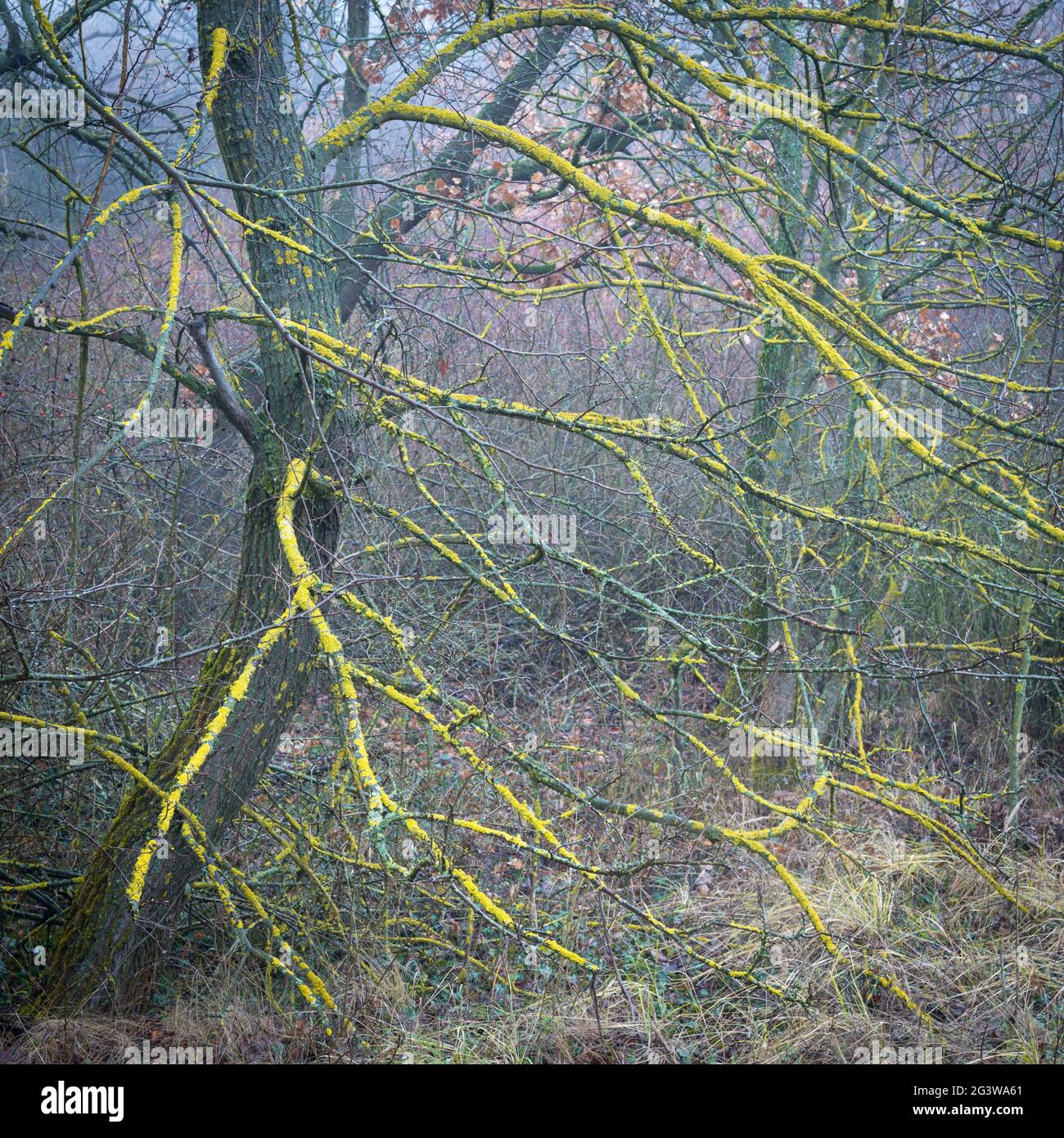Lichen uk winter tree hi-res stock photography and images - Alamy