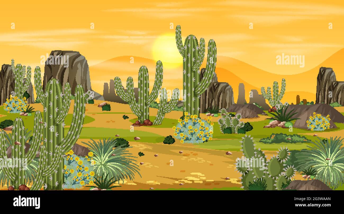 Desert forest landscape at sunset time scene with many cactuses ...