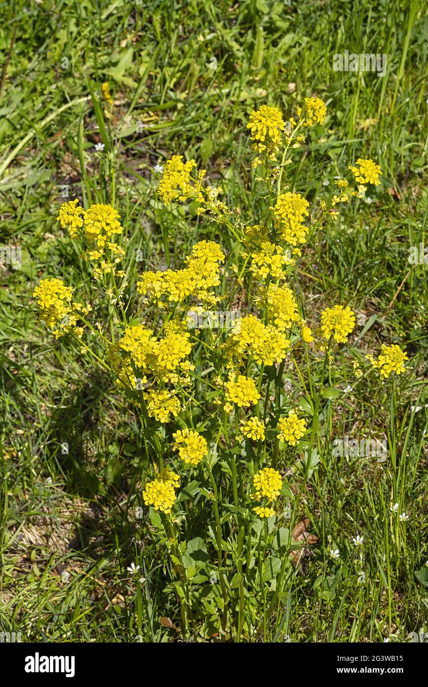 Rapeseed on spring meadow Stock Photo