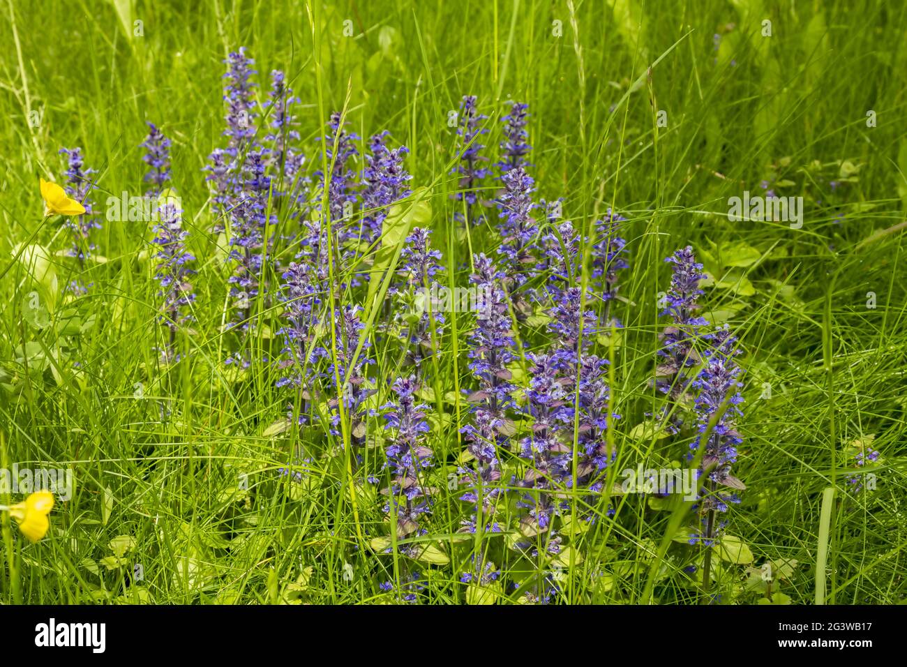 The elongated inflorescences of creeping bugle on uncut spring meadow Stock Photo