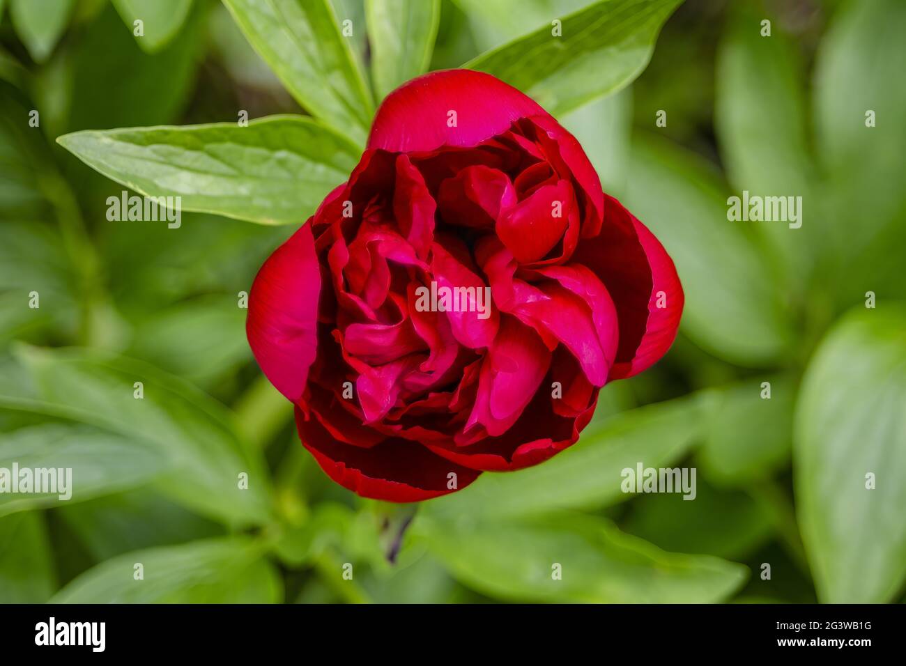 Opening flower hi-res stock photography and images - Alamy