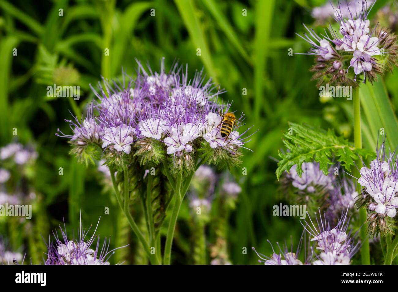 Field border with tansy phacelia and bees Stock Photo
