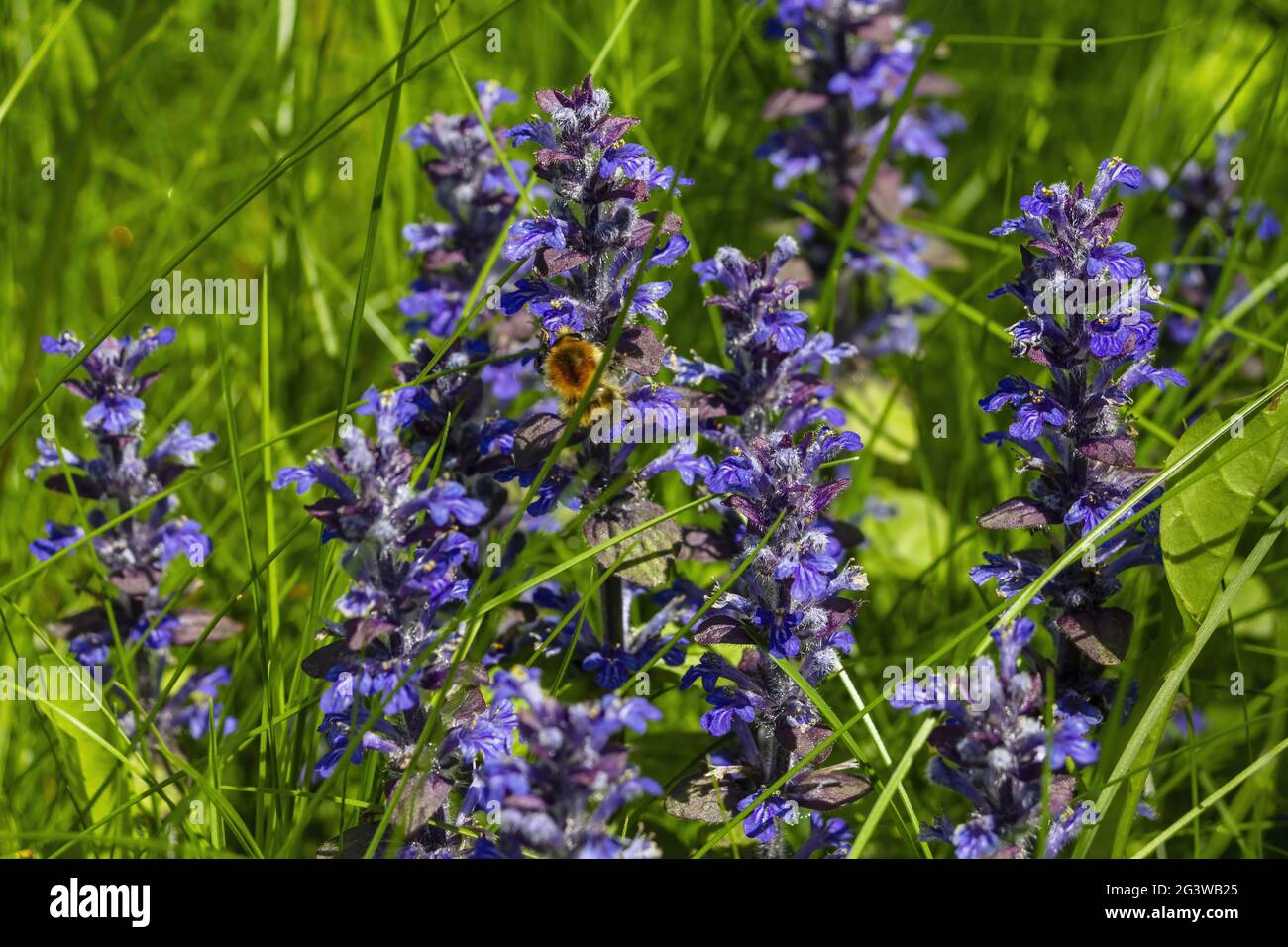 Creeping bugle with bumblebee Stock Photo
