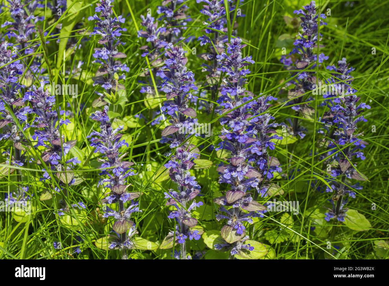 Creeping bugle in a spring meadow Stock Photo