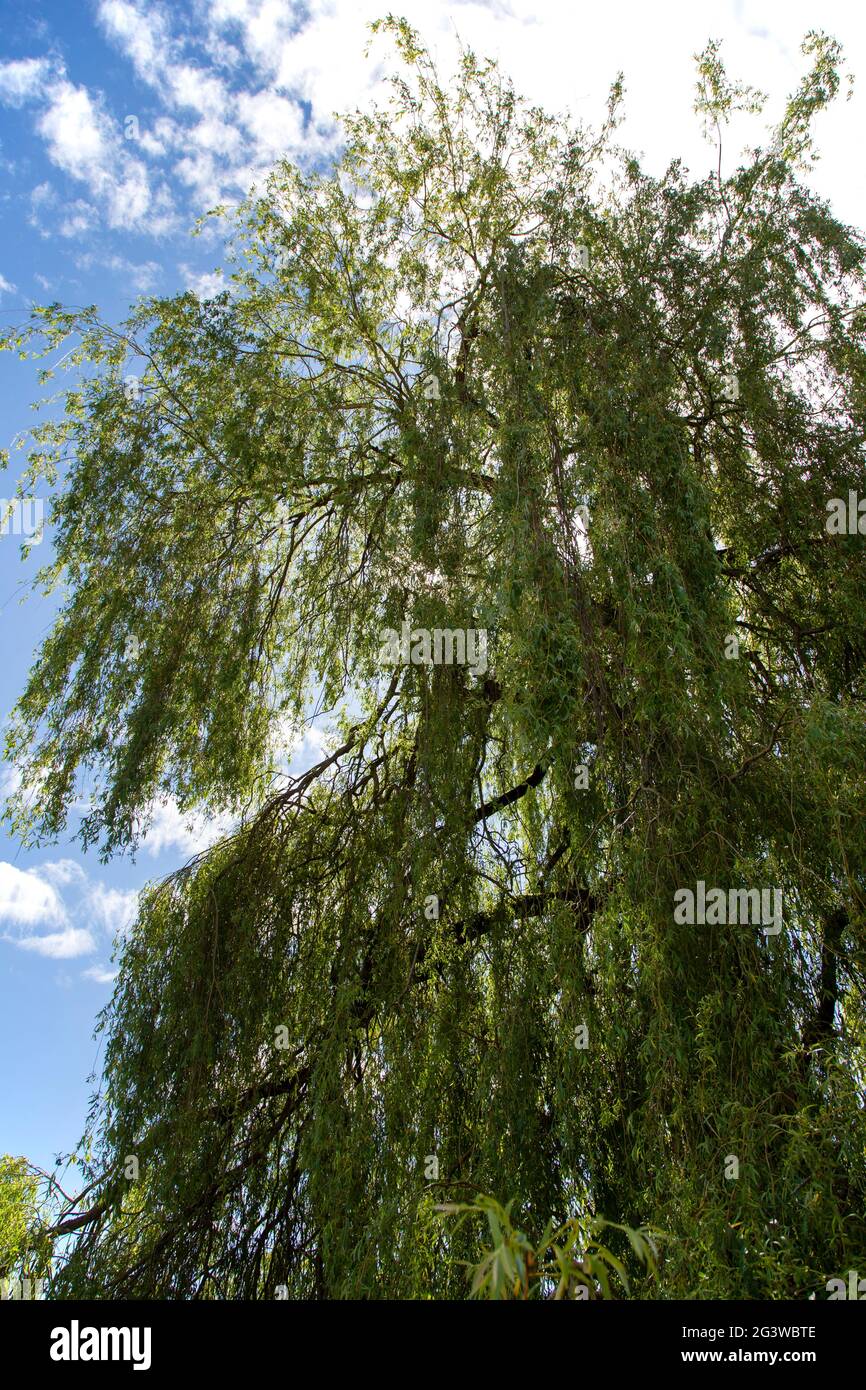Weeping willow tree against blue sky with sunlight shining through ...