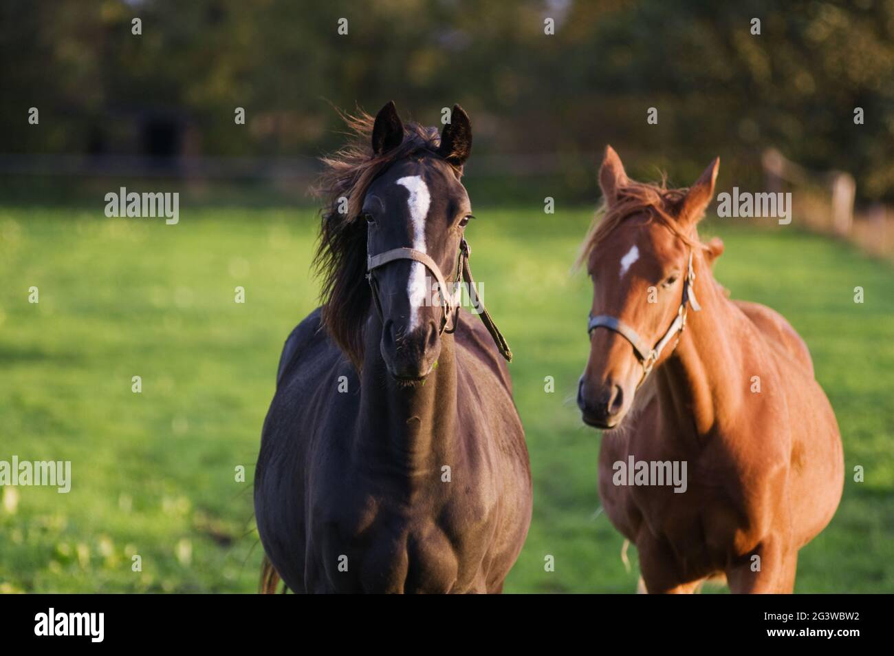 Dark and light brown horses Stock Photo