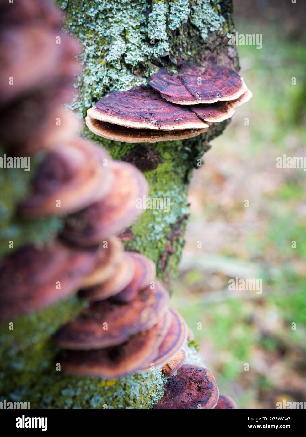 Mushroom on a tree trunk in te forest Stock Photo