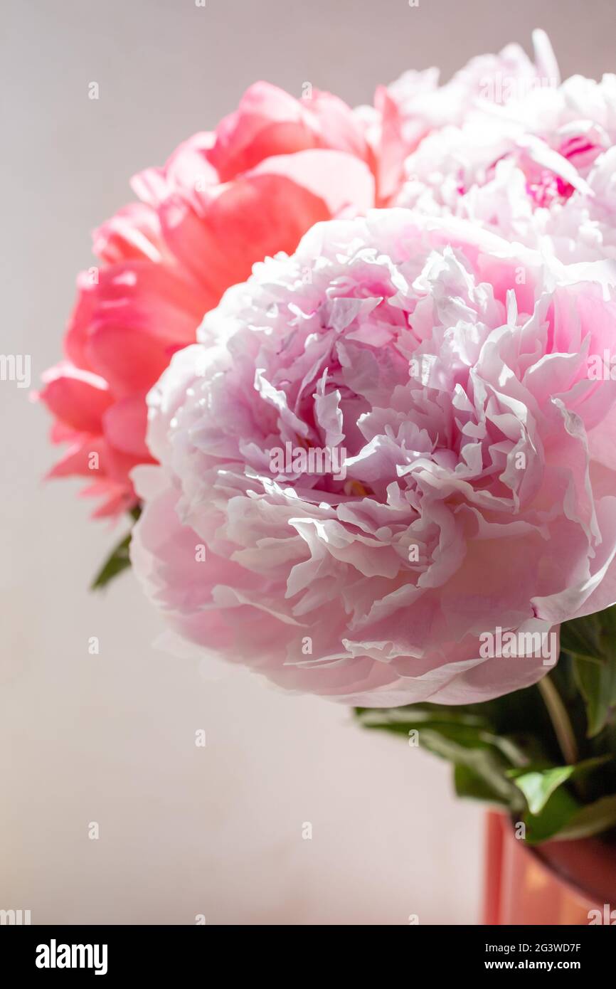 Rani Pink Color Coneflower With Peonies Flower Bunch Pack Of 2 main image 1