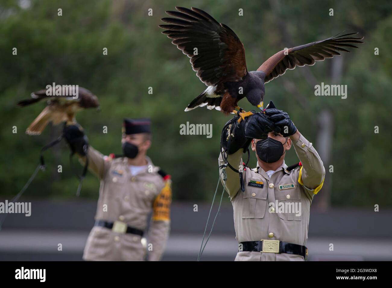 Non Exclusive: MEXICO CITY, MEXICO - JUNE 17: A cadet of the Mexican Army, performs a training of the Royal Eagle (National symbol ) prior to a milita Stock Photo