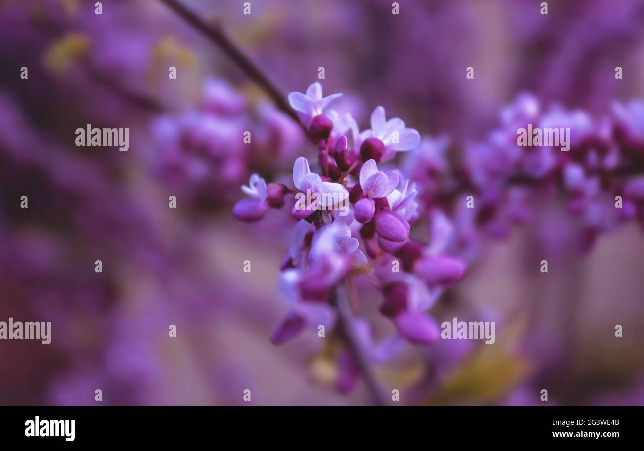 Pretty lilac in bloom during spring in Toronto, Ontario, Canada. Stock Photo