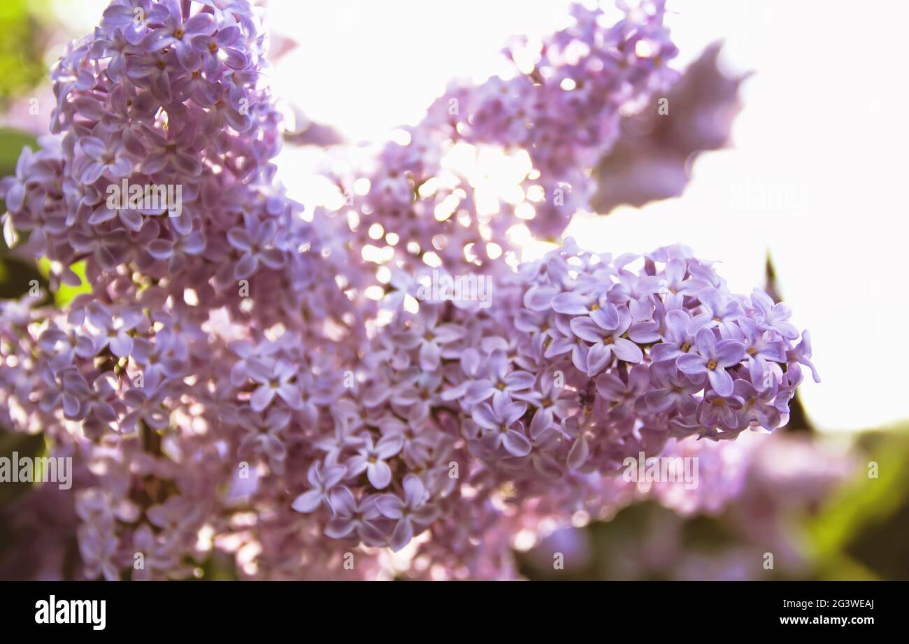 Pretty lilac in bloom during spring in Toronto, Ontario, Canada. Stock Photo