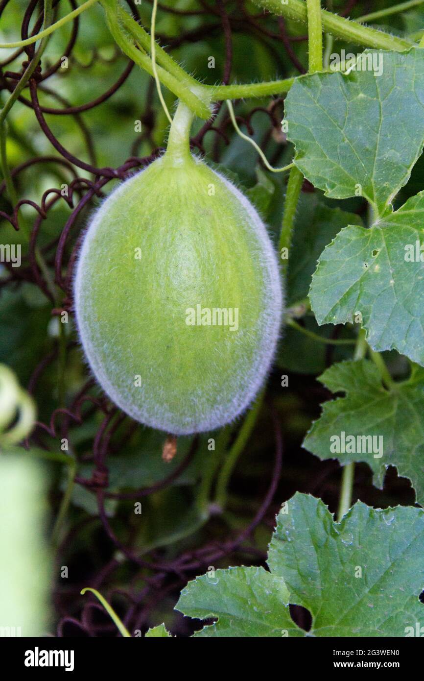 Green Melons High Resolution Stock Photography And Images Alamy