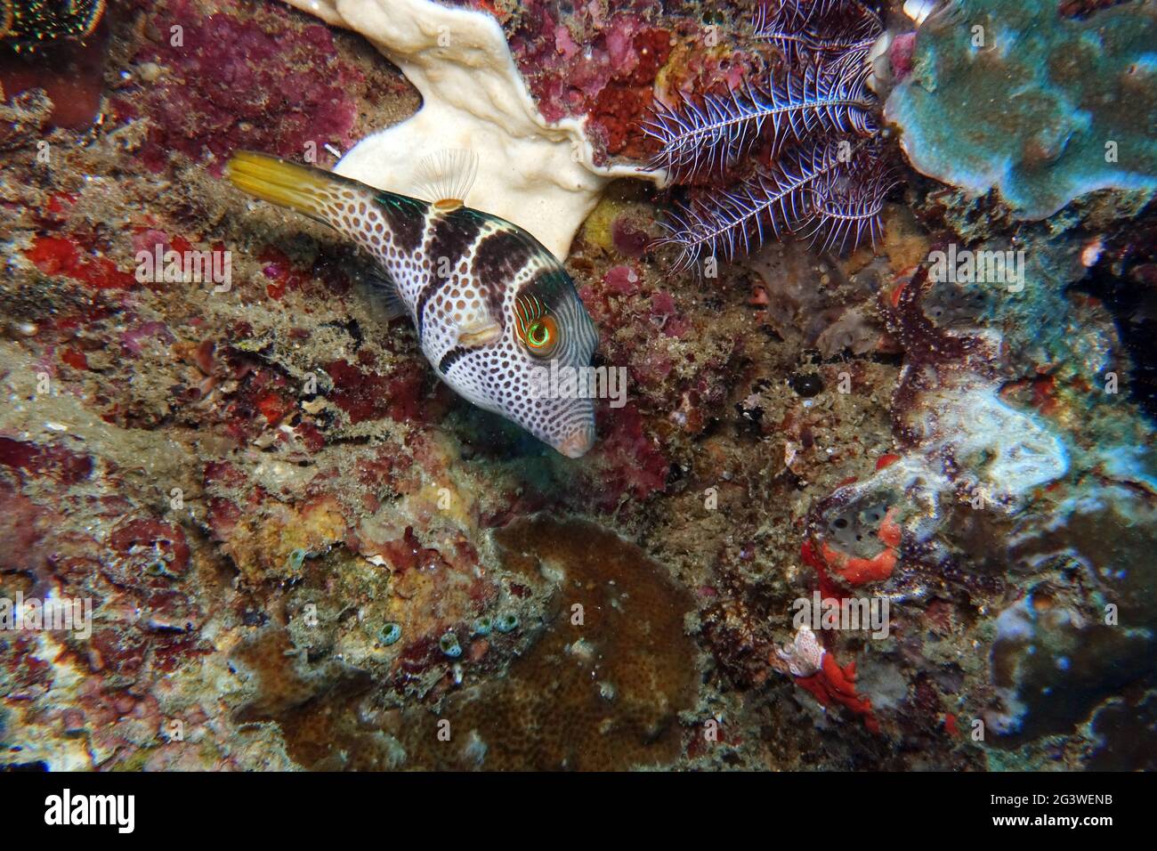 Banded Toby, Black-saddled Toby, Black Saddled Toby, Model Toby, Saddleback Pufferfish, Stock Photo